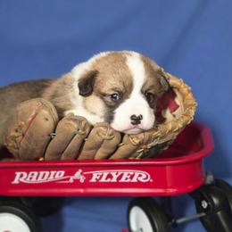 Mr Blue - Red male Pembroke Welsh Corgi puppy in Gig Harbor, Washington from Pacific Northwest Pembroke Welsh Corgis