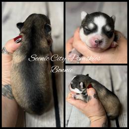 Bonnie - Silver and white female Pomsky puppy in Rossville, Georgia from Scenic City Pomskies