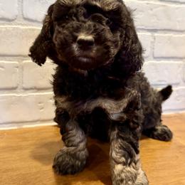 Blue Collar Boy - Phantom male Goldendoodle puppy in San Augustine, Texas from Vintage Doodles