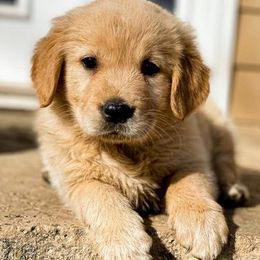 Golden Retrievers and Pembroke Welsh Corgis from Victorious Kennels
