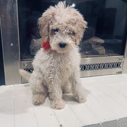 Goldendoodle Puppies from Peachy Pine Goldendoodles