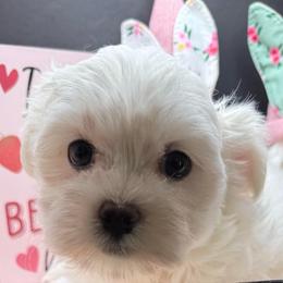 Hayden - White male Maltese puppy in Colonial Beach, Virginia from BeachRidge Pups