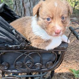 Orange collar - Liver and white male American Corgi puppy in Nashville, Arkansas from Whisenhunt Farms