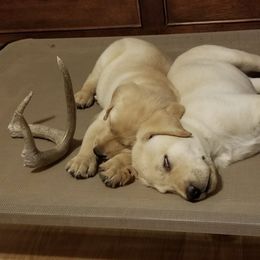 Labrador Retrievers from Wild Games Labradors