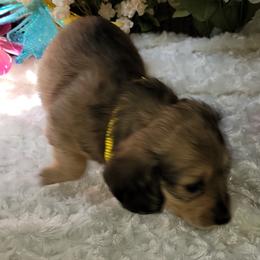 Dachshund Puppies from CLARK'S BREEDING PROGRAM