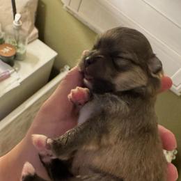 Millie - Cream sable male Pomeranian puppy in North Port, Florida from POMRITA POM’S