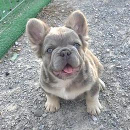 Briggs - Tricolors male French Bulldog puppy in Nashville, Tennessee from PrestigiousK9