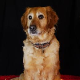 Paisley - Golden Retriever