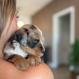 Armani - Blue merle male Aussiedoodle puppy in Queen Creek, Arizona from Sunny Doodles