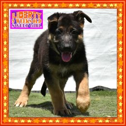 LIBERTY - Black and tan female German Shepherd puppy in Murrieta, California from Diamond Oaks German Shepherds
