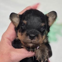 Sea Green Collar - Tri-color male Bernedoodle puppy in Vernon, Texas from Sugarland's Texas Goldendoodles