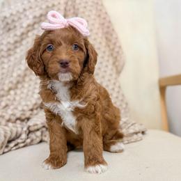 Dottie - Red  female Goldendoodle puppy in Newcastle, Oklahoma from Ritzy Creek Doodles