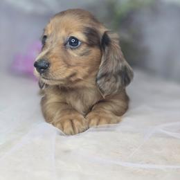 Paprika - Sable female Dachshund puppy in Arthur, Illinois from Dachs and Poms