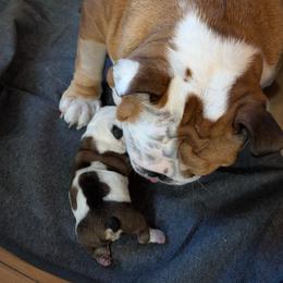 Bulldog Puppies from Red Clay Bullies