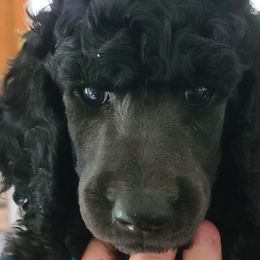 Girl 4 - Poodle puppy in Browns Mills, New Jersey from Shallow Bay Standard Poodles