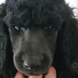 Girl 4 - Poodle puppy in Browns Mills, New Jersey from Shallow Bay Standard Poodles