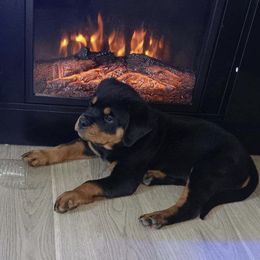 Rottweiler Puppies from GrowlHausRotts