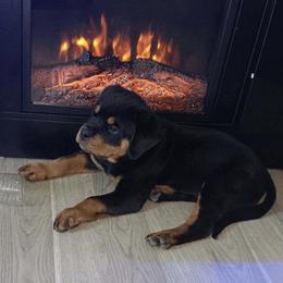 Rottweiler Puppies from GrowlHausRotts