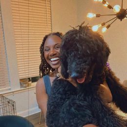 Miniature Schnauzer and Poodle All Grown Up from Bewitching Kennels
