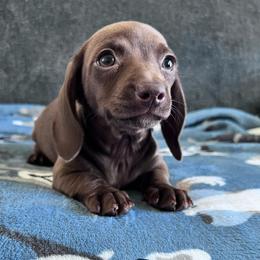 Brulee - Chocolate female Dachshund puppy in Ocala, Florida from Weenie Boops