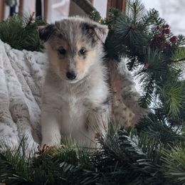 Mojito - Black and white male Siberian Husky puppy in Webster City, Iowa from Kaleidoscope