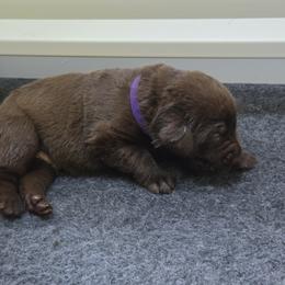 Purple Collar - Chocolate male Labrador Retriever puppy in Shrewsbury, Massachusetts from Inna's Labrador Retrievers