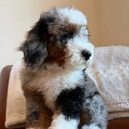 Red Boy - Blue merle male Bernedoodle puppy in Fort Gibson, Oklahoma from Waggle Doodles