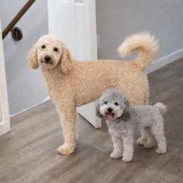 Lucy - Goldendoodle