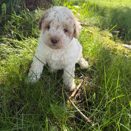 Valor - Parti male Goldendoodle puppy in Cherry Tree, Pennsylvania from Plum Creek Acres Next Generation