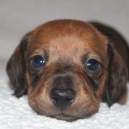 2500 AKC Shaded Red Boy - Red male Dachshund puppy in Arcadia, Florida from JB Dachshunds