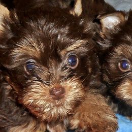 Yorkshire Terriers from Yorkies By Cheri