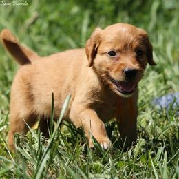 Polly Orange Boy - Dark golden male Golden Retriever puppy in Idaho Falls, Idaho from Once Upon A Dream Kennels