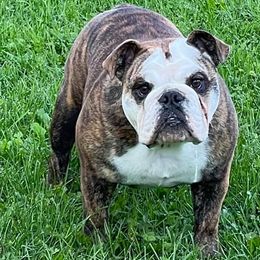 Bulldogs, French Bulldogs, and Pembroke Welsh Corgis from DiNels Pembroke welsh corgis