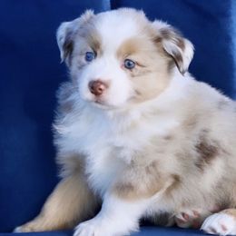 Boy 5 - Miniature Australian Shepherd puppy in Florida from J7 Miniature Australian Shepherds