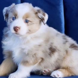 Boy 5 - Miniature Australian Shepherd puppy in Florida from J7 Miniature Australian Shepherds