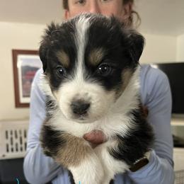 California - Black tri-color female Australian Shepherd puppy in Orangevale, California from Winchester Aussies