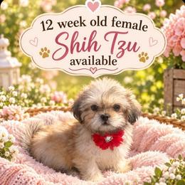 Lea - Black and tan female Shih Tzu puppy in Burlington, North Carolina from Nancy’s Lil’Shih Tzus