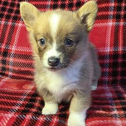 Female 2 - Blue female Pembroke Welsh Corgi puppy in Unicoi, Tennessee from East Tennessee Clark Corgis
