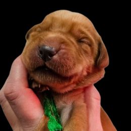 Kayce - Yellow male Labrador Retriever puppy in Sidney, Nebraska from Nebraska Strong Labradors