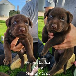 Green Collar - Chocolate male Labrador Retriever puppy in Boyd, Minnesota from Lindley Labradors