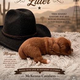 Morgan Blue collar - Ruby male Cavalier King Charles Spaniel puppy in Temecula, California from McKenna Cavaliers in Southern California