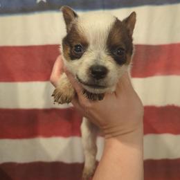 Firefly - Red speckled female Australian Cattle Dog puppy in Mena, Arkansas from Red Desert Australian Cattle Dogs