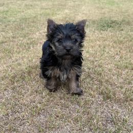 Boy 3 - Black and tan male Yorkshire Terrier puppy in Zebulon, North Carolina from Eastern Wake Yorkies