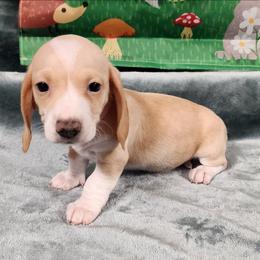 Ruby - Cream female Dachshund puppy in Anaconda, Montana from Williams Family Dachshunds