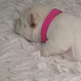 French Bulldog Puppies from Diamond Dreams French Bulldogs