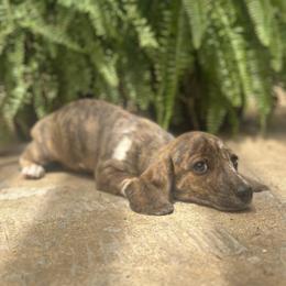 Girl 2 - Brindle female Dachshund puppy in Hope, Arkansas from Duckett Lane Dachshunds