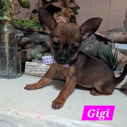 Gigi - Black sabled fawn female Chihuahua puppy in Indianapolis, Indiana from London Rouge Chihuahuas
