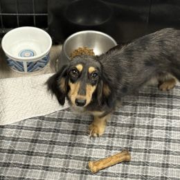Dotty - Dachshund