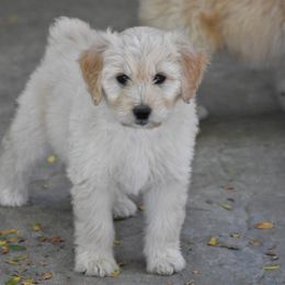 Poodle and Aussiedoodle Puppies from Arena Valley Acres LLC