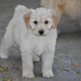 Poodle and Aussiedoodle Puppies from Arena Valley Acres LLC